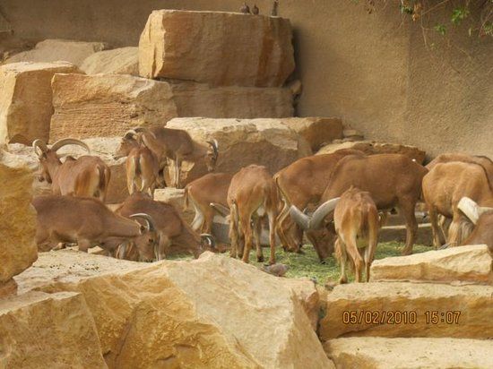 Zoo di Riyadh